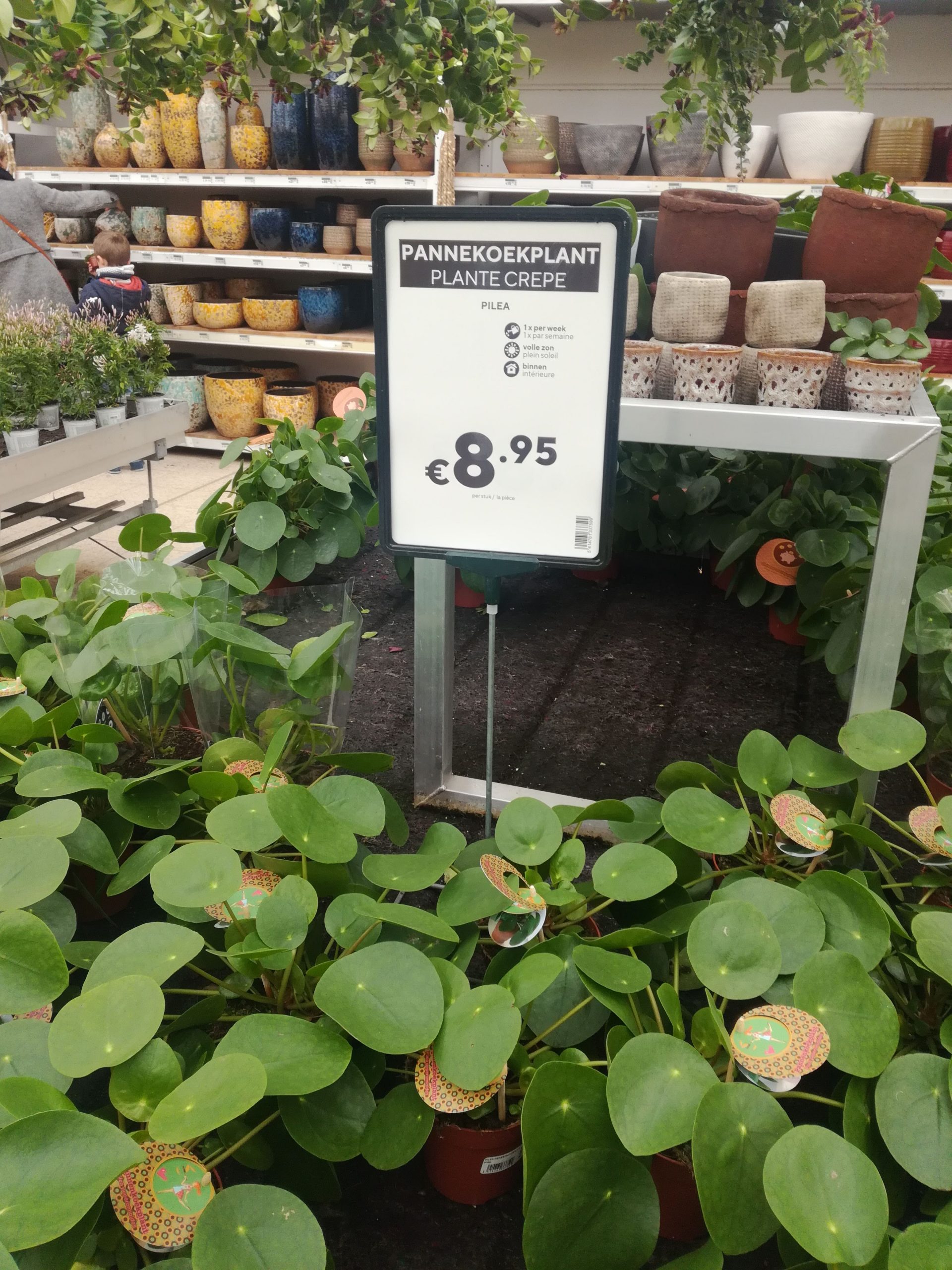 Pilea plante