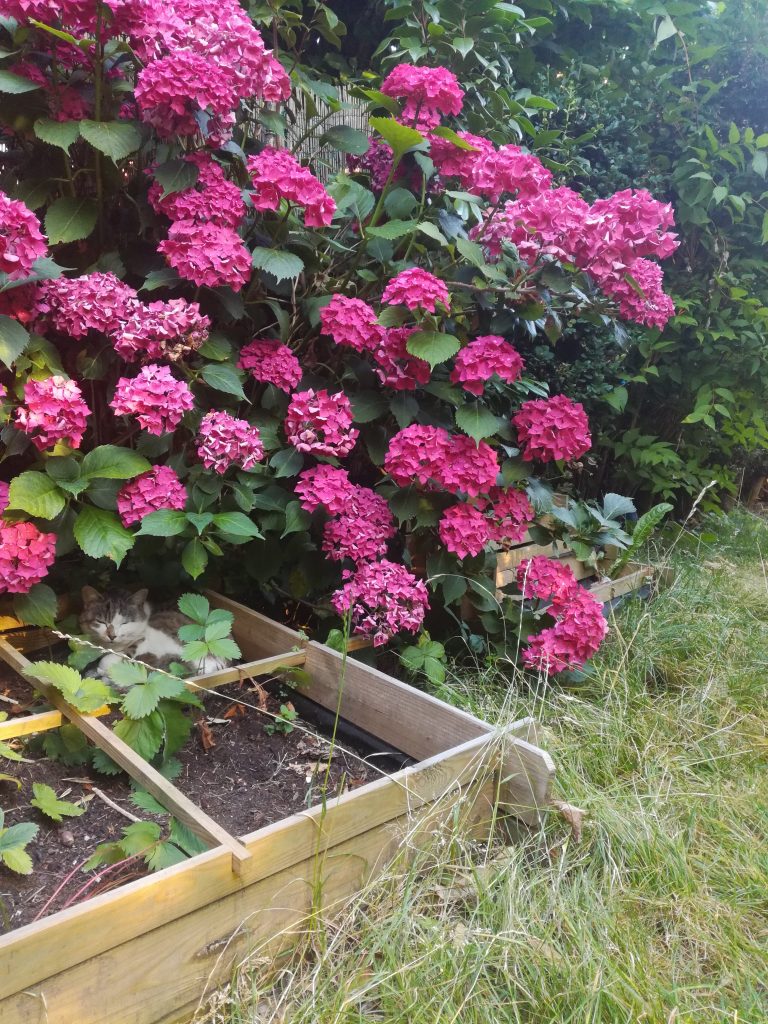 Chat sous les hortensias du jardin - Anne Mansuis